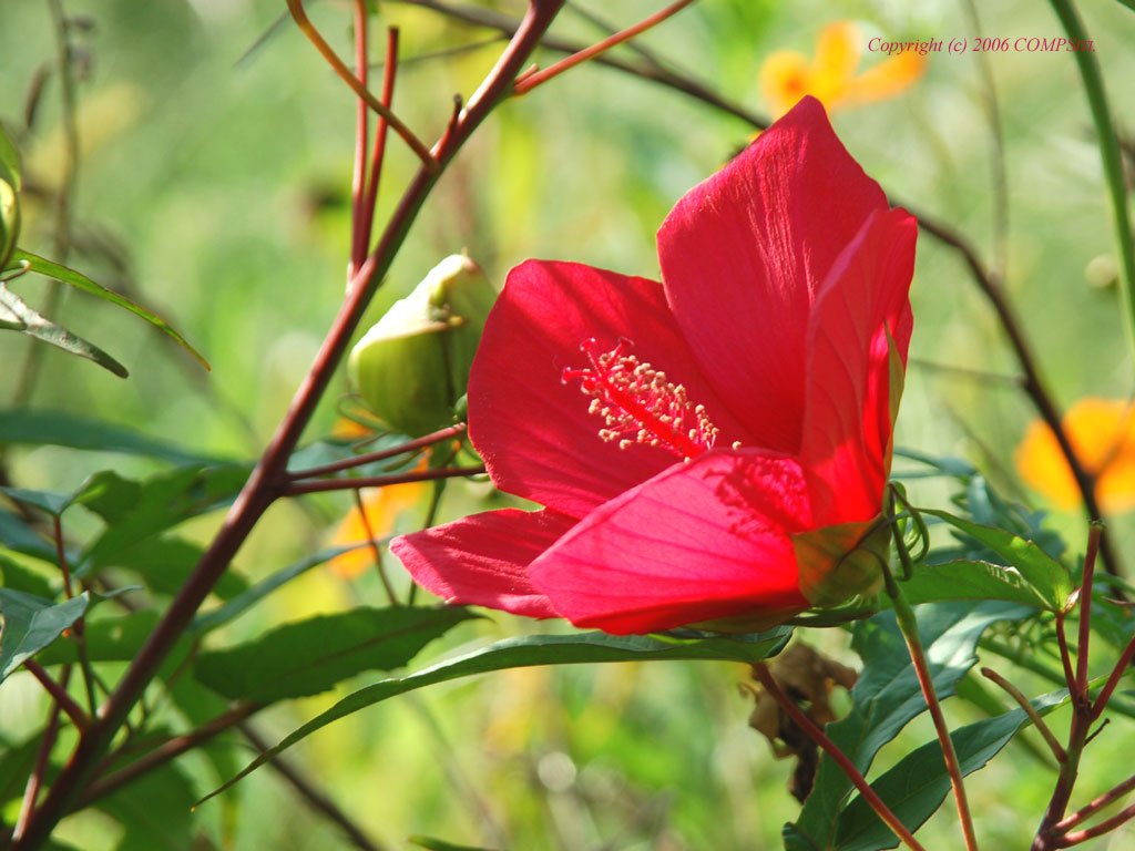 無料壁紙 自然 風景 夏の花