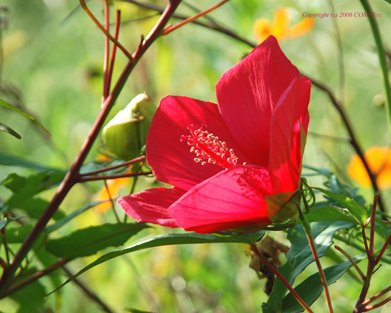 無料壁紙 自然 風景 夏の花