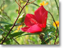 �Ẳ�