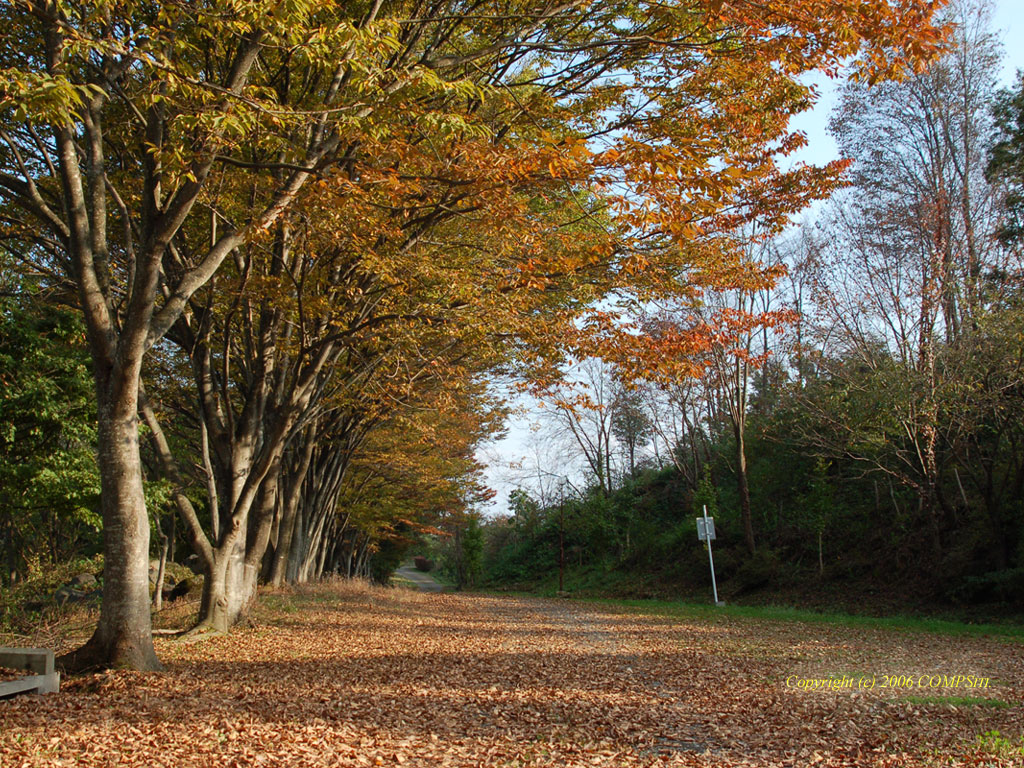 無料壁紙 自然 風景 秋の散歩道
