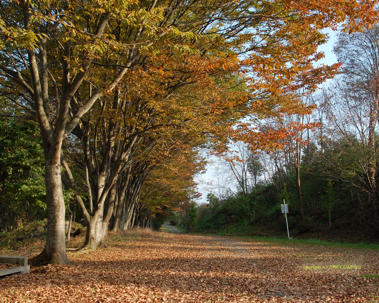 無料壁紙 自然 風景 秋の散歩道