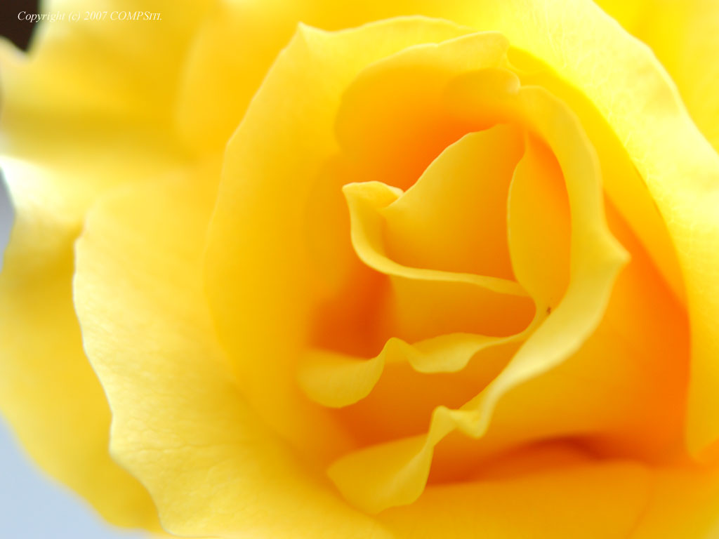 �ǎ� - �Ō�̃o��