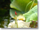 �g���{